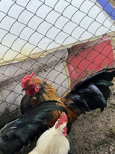 Куры, петухи: Продаю | Петух, Куры | Для разведения — 3