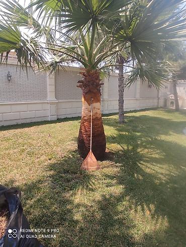 orxideya gulunun qiyməti: 🌴 Palma ağaclarının peşəkar təmizlənməsi və formaya salınması! 🌴 ✔ — 4