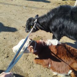 сколько стоит собака породы доберман: Ургачы торпок