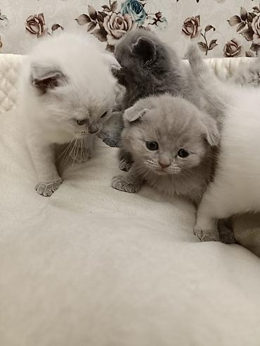 Pişiklər: Şotland, Ödənişli çatdırılma — 12