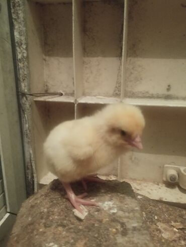 cənnət quşu: Salam aleykum 1 gunluk broller cuce 1.30 dan 130 edetdir