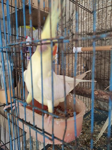 Tutuquşları: Sarı və ağ rənglərdə Korella tutuquşuları. Bu tutuquşuların başında — 10