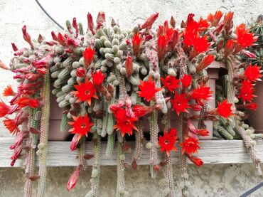 Otaq bitkiləri: Kaktuslar.artırmalarının qiymət 3manatdan başlayır.şəkildə olan güllər — 14