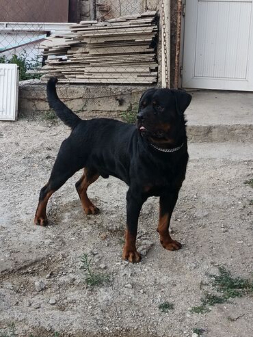 it etibarli ellere verilir: Rotveyler, 1 il, Erkek