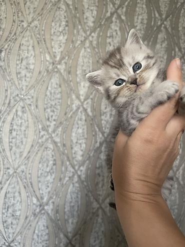 коротколапая кошка: Скотиш Страйт (Шотландская прямоухая), 1 месяц, Мальчик, Серебристая шиншилла, Приучена к лотку — 1
