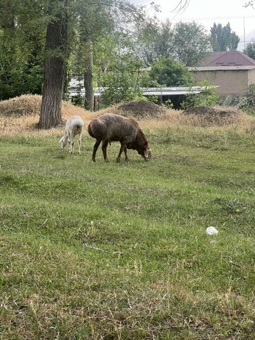показы 1 354 72 договорная кошка даром британская короткошёрстная 1 год мальчик метис 2 позвонить написать: Сатам | Кочкор (эркек) | Гиссар, Аргын, Арашан | Союуга, Көбөйтүү үчүн, Жүн үчүн | Асыл тукумдуу