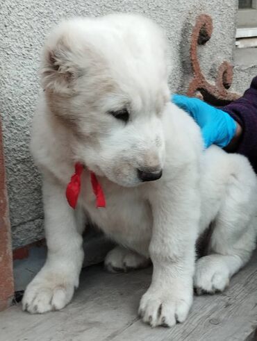 добрые руки: Продаются щенки Алабая элитных кровей. По всем вопросам обращайтесь по