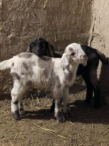 Козы, козлы: Продаю | Козлёнок | Для разведения — 11