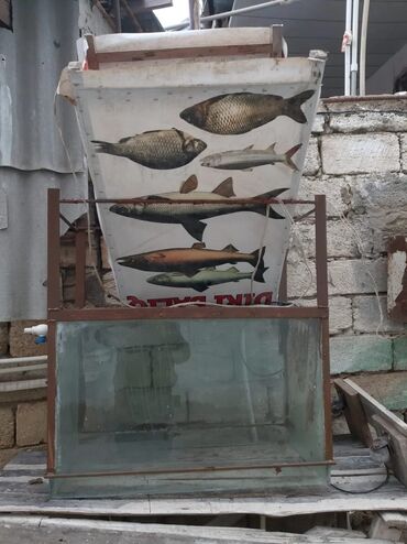 farel balığı satışı: ❇️Akvarum satilir olcu 120*40 cati qirigi yoxdur satilir 350man unvan