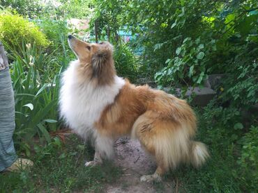 Продажа собак: Колли, 4 года, Самка