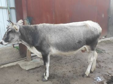продам сельхоз животных: Сатам | Уй (ургаачы), Бука (эркек), Кунаажын | Бордоп семиртүү үчүн, Көбөйтүү үчүн, Сүт алуу үчүн
