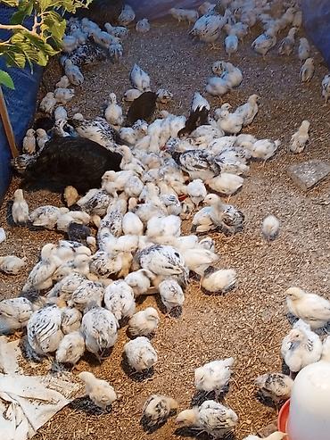 cucə badamdar: 1 aylıq və 20günlük serebrist cücələr satılır. 1 aylıq 2.50 azn 20 — 4