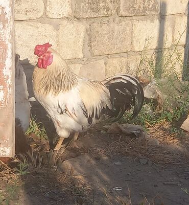 heyvan kokeltme dermanlari: Toyuq, Damazlıq, Ünvandan götürmə