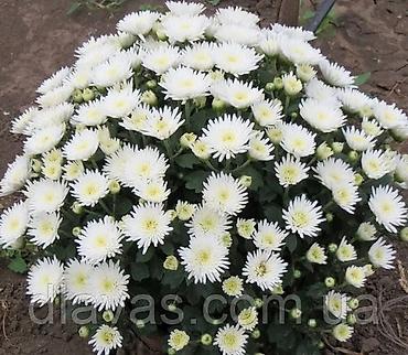 Hydrangea saplings & cuttings: Садовые цветы — 2