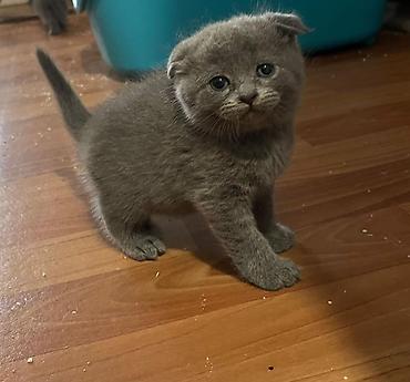 Кошки: Шотландская вислоухая — 1