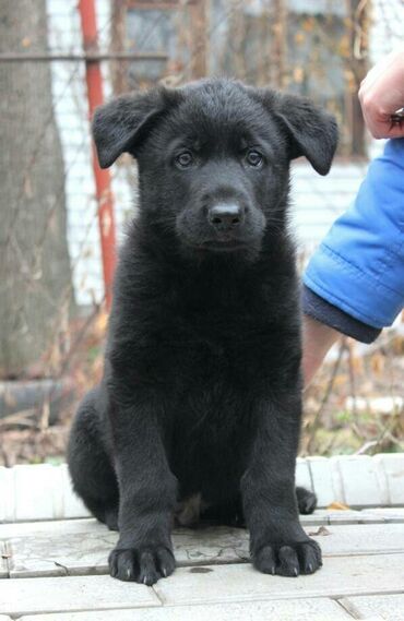 дратхар собака: Продаю щенка восточноевропейской овчарки Девочка,окрас черный,возраст