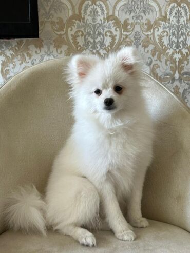 pomeranian spitz satisi: Шпиц, 5 месяцев, Самец, С прививками, Самовывоз