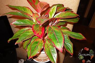 света диот: Аглаонема Red/“Красная” (Aglaonema sp., пестролистная форма) - Яркий — 4