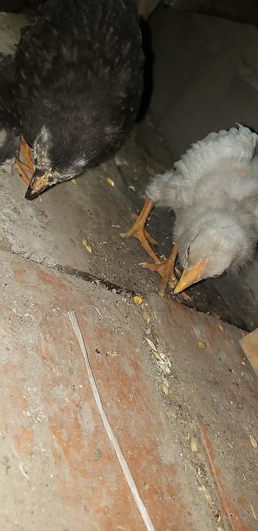 Куры, петухи: Продаю | Цыплята | Для разведения — 5