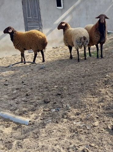 Qoyunlar, qoçlar: Qoyunların üçüdə erkəydi ikisi 35 kilodan çox çəki verir biri isə 40 -da lalafo.az — 5 Qoyunlar, qoçlar: Qoyunların üçüdə erkəydi ikisi 35 kilodan çox çəki verir biri isə 40 — 5