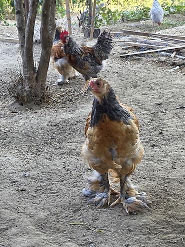Toyuqlar: Toyuq, Brama, Damazlıq — 5