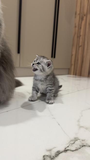 Продажа кошек: Три кошки и один кот Породистые котята серебристого окраса — 20