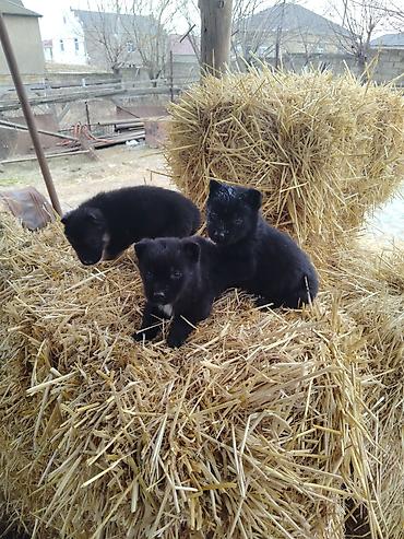 İtlər: Nemes afçarka sı 2 ədəd erkək — 1