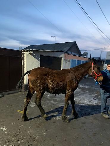 Лошади, кони: Продаю | Жеребенок | Рабочий — 11