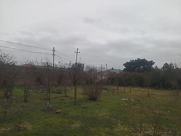 Torpaq: 30 sot, Tikinti, Makler, Kupça (Çıxarış) — 2
