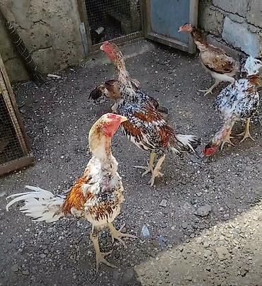 kənd toyuq: Salam heyvanlar goz qabagindadi saglamliglarina cavabdehem, biri — 1