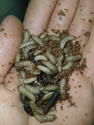 порода комару: Живые личинки чёрной львинки, (Black Soldier Fly, BSF) - Размер: от — 2