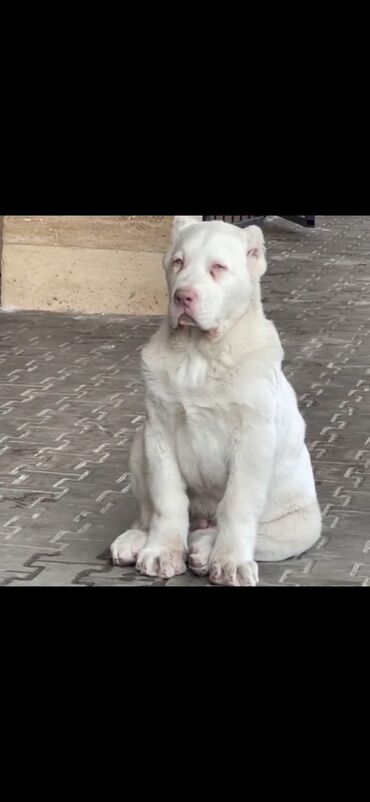 Balıqlar: Alabay