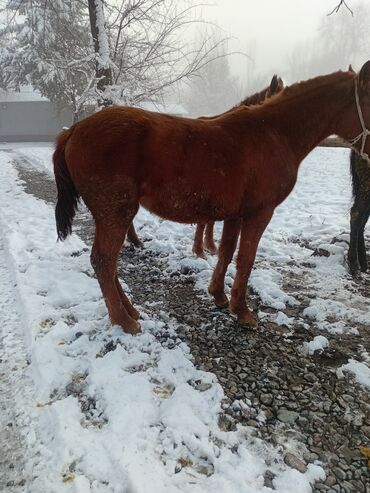 Лошади, кони: Продаю | Кобыла (самка) | Рабочий — 6