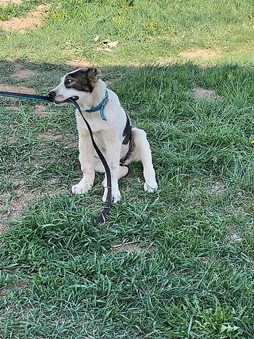 Продажа собак: Алабай, 3 месяца, Самец, С прививкой — 4