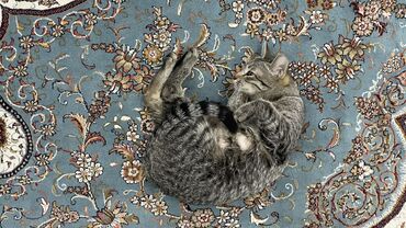 объявление продам собаку: Беспородная, 1 год, Девочка, Серый, С прививками, Приучена к лотку