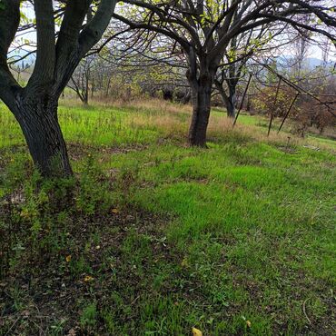Torpaq sahələrinin satışı: 24 sot, Kənd təsərrüfatı -da lalafo.az — 4 Torpaq sahələrinin satışı: 24 sot, Kənd təsərrüfatı — 4