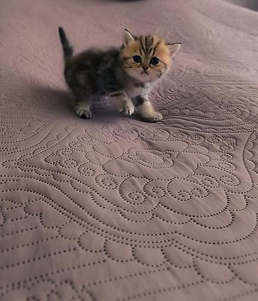 Pişiklər: Şotland — 9