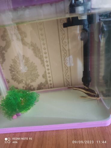 аквариум баку: Satilir yaxşı veziyyetde. akksesuarlaiyla birlikde satilir