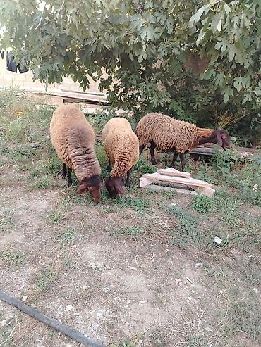 Qoyunlar, qoçlar: Qoyun sürüsü – 3baş - Növ: ehtimalən yerli ətlik/yunlu tip — 8