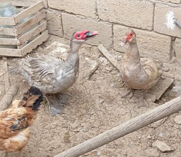 lal ördəklərin satışı: Erkək, | Lal ördək, Damazlıq, Ünvandan götürmə