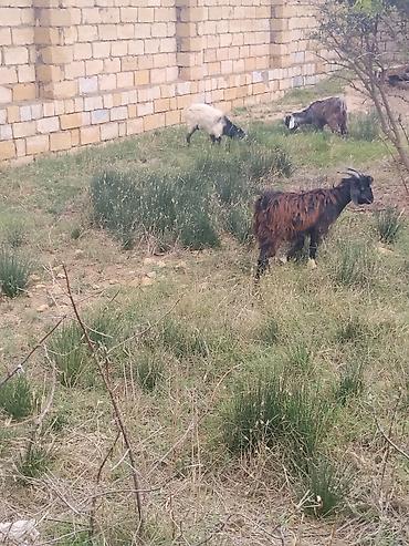 keci ətinin qiyməti: Salam dortendi erkydi dördü qiymeteri ferqldi her qiymətə var sağlam — 4
