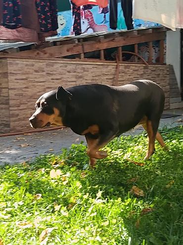 яг терер: Ротвейлер, 5 лет, Самка — 4