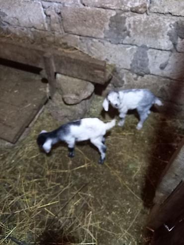 bala keci: 3 ana keci 2 si ekiz balali 1 i tek bala ile 1 eded de cepisdi. Unvan — 2