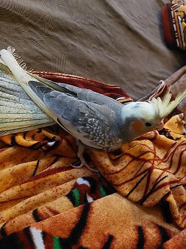 Münasib qiymətə Korella
99%dişidi