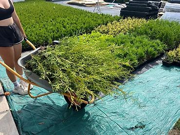 Декоративные деревья: Саженцы деревьев: Туи — 4