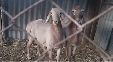 А/ч жаныбарларын сатам: Сатам | Ургаачы кой (ургаачы) | Көбөйтүү үчүн — 3
