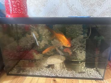 akvarium qiymetleri: Dördbucaq akvarium, Balıqlarla birlikdə, 100 l, Ödənişli çatdırılma — 6