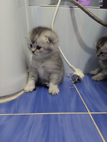 кот мейкун: Продажа!!! шикарные котята чистокровные,есть две девочки и мальчик