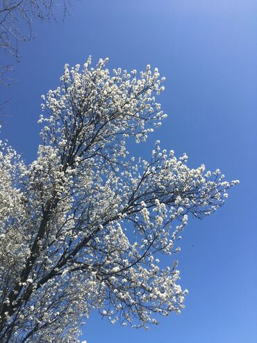 Bağ evlərinin satışı: Xudat, 80 kv. m, 8 otaq -da lalafo.az — 7 Bağ evlərinin satışı: Xudat, 80 kv. m, 8 otaq — 7