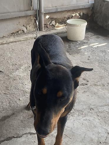 dişi doberman: Doberman, 1 il, Dişi, Peyvəndli, Ünvandan götürmə — 5